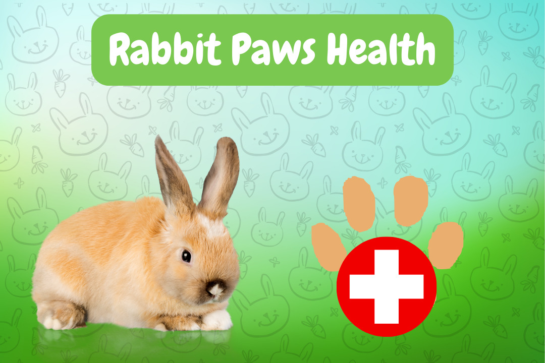 Rabbit Paws Health