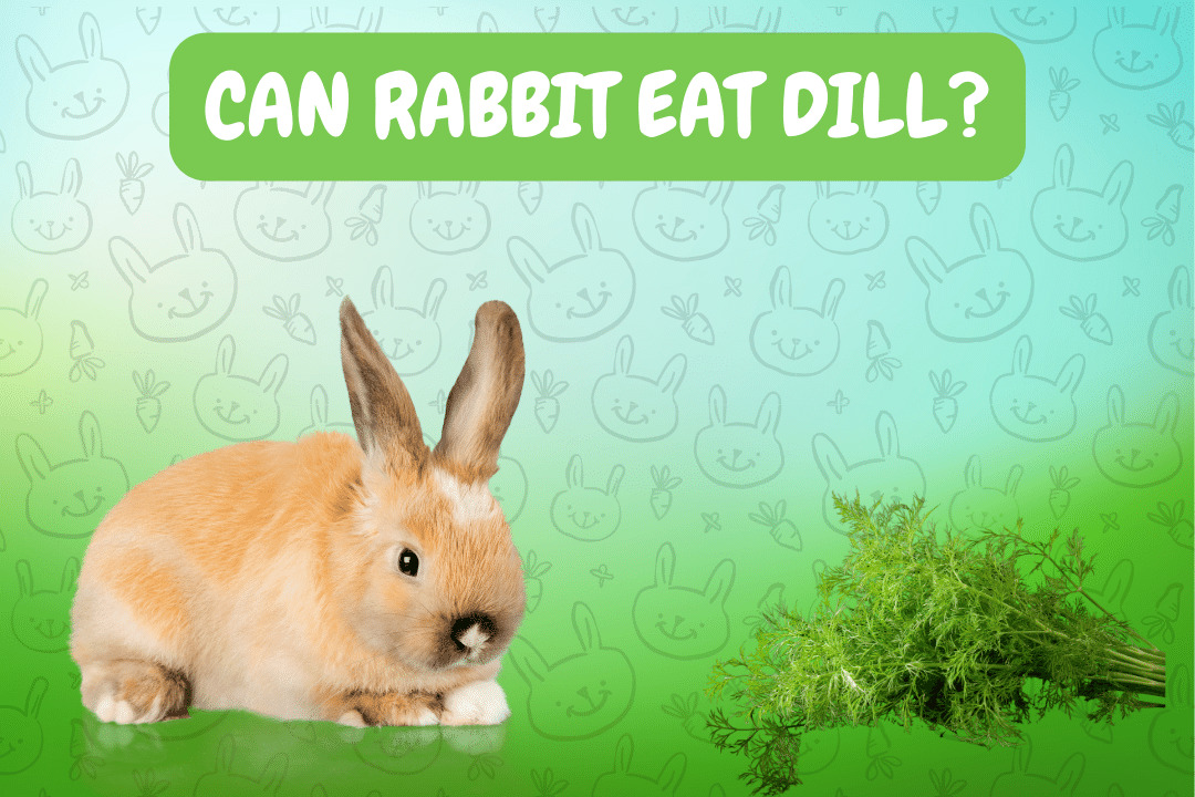 Can rabbits eat dill?