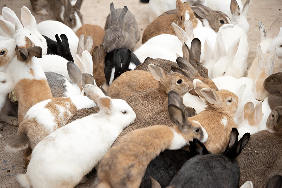 Rabbit Parent Flock