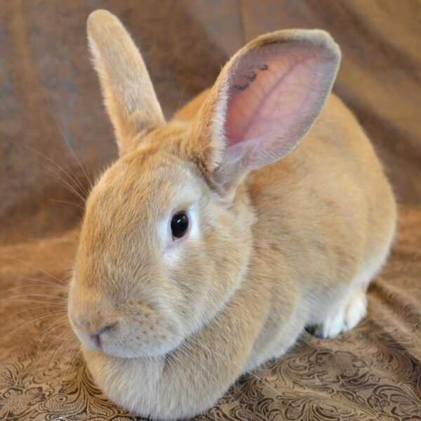 Palomino Rabbit - Image 2