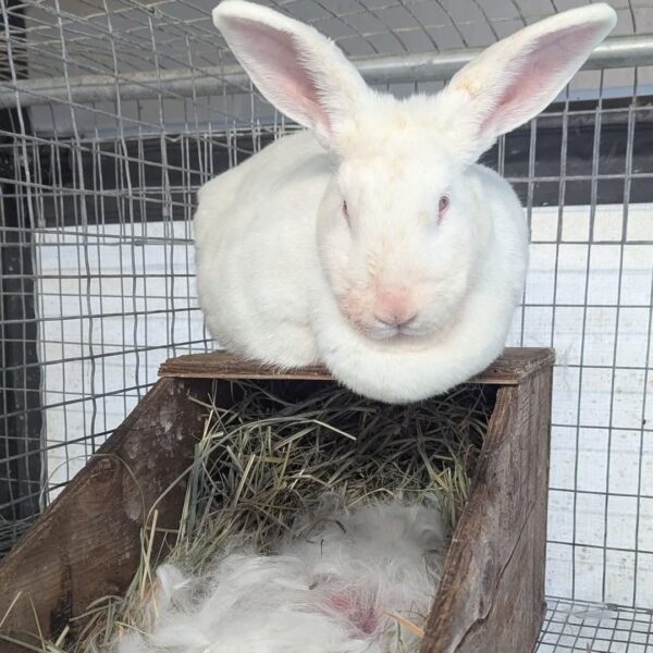 New Zealand White Rabbit - Image 2
