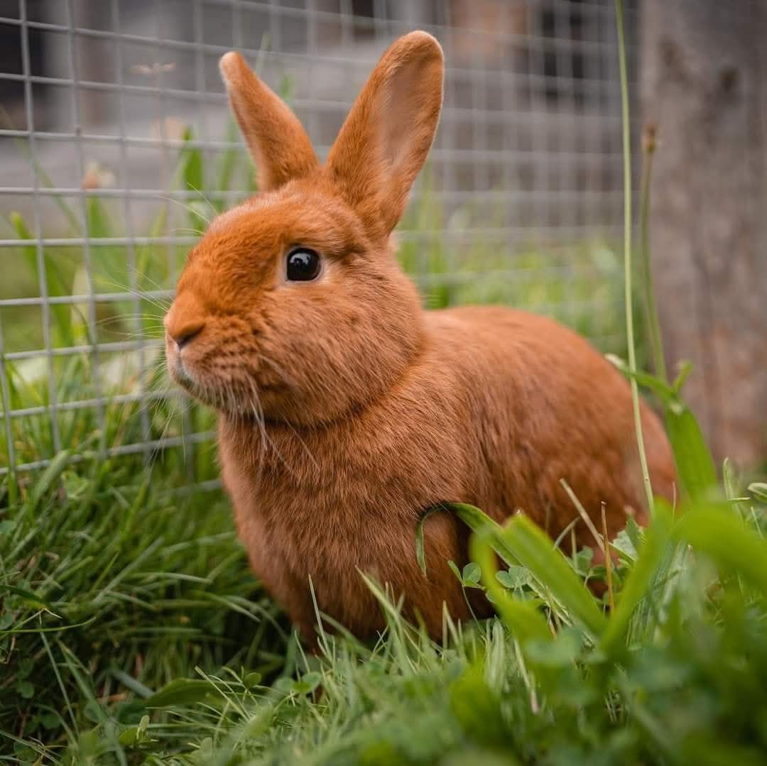 New Zealand Red Rabbit