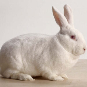 New Zealand White Rabbit