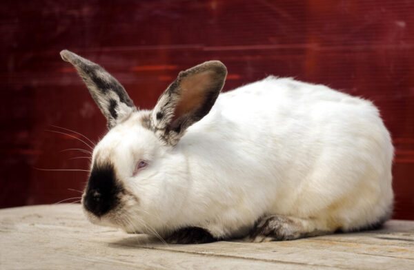 Californian Rabbit - Image 2