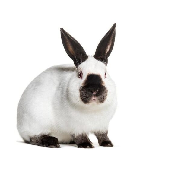 Californian Rabbit - Image 3