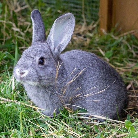 Chinchilla Rabbit