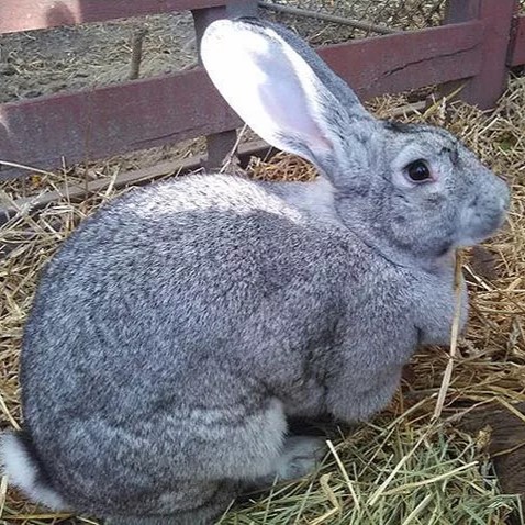 giant-chinchilla-rabbit
