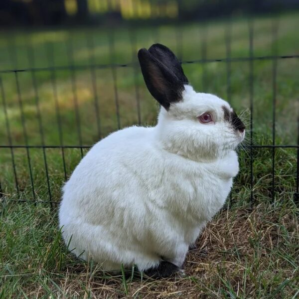 Californian Rabbit - Image 7