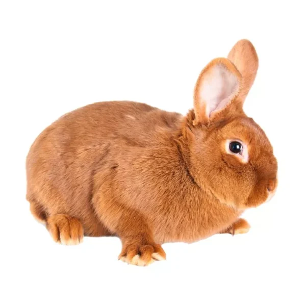New Zealand Red Rabbit - Image 4